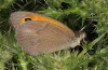 Maniola cypricola: Male (Cyprus, Paphos, mid-April 2017) [N]