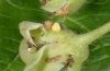 Brenthis daphne: Eier an Kelchblatt von Rubus caesius (unterschiedliche Ablagen!), Wallis, Juli 2008 [M]