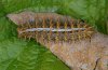 Brenthis daphne: Larva (e.l. Valais, Switzerland) [S]