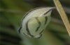 Coenonympha darwiniana: Pupa [S]