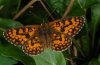 Melitaea deione: Upper side (e.o. Andalusia) [S]