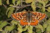 Euphydryas desfontainii: Male (e.l. rearing, Spanish East Pyrenees, Coll de Nargo, larvae found in mid-September 2021) [S]