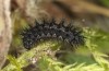 Euphydryas desfontainii: Larva after hibernation (e.l. rearing, Spanish East Pyrenees, Coll de Nargo, larvae found in mid-September 2021) [S]