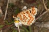 Euphydryas desfontainii: Male (e.l. rearing, Spanish East Pyrenees, Coll de Nargo, larvae found in mid-September 2021) [S]