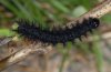 Euphydryas desfontainii: Raupe