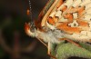 Euphydryas desfontainii: Männchen (e.l. spanische Ostpyrenäen, Coll de Nargo, Raupenfunde Mitte September 2021) [S]