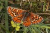 Euphydryas desfontainii: Female (e.l. rearing, Spanish East Pyrenees, Coll de Nargo, larvae found in mid-September 2021) [S]