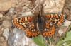 Euphydryas desfontainii: Weibchen (e.l. spanische Ostpyrenäen, Coll de Nargo, Raupenfunde Mitte September 2021) [S]