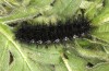 Euphydryas desfontainii: Larva in the final instar (e.l. rearing, Spanish East Pyrenees, Coll de Nargo, larvae found in mid-September 2021) [S]