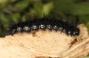 Euphydryas desfontainii: Larva in the final instar (e.l. rearing, Spanish East Pyrenees, Coll de Nargo, larvae found in mid-September 2021) [S]