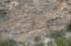 Euphydryas desfontainii: Raupe im letzten Stadium beim Vorbereiten des Verpuppungsortes in einer Felswand (spanische Ostpyrenäen, Coll de Nargo, Mitte Mai 2022) [N]
