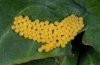 Euphydryas desfontainii: Eigelege