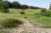 Euphydryas desfontainii: Habitat in Andalusien