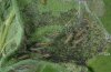 Euphydryas desfontainii: Jungraupen