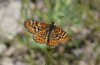 Euphydryas desfontainii: M�nnchen