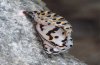 Euphydryas desfontainii: m�nnliche Puppe