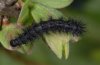 Euphydryas desfontainii: Raupe im vorletzten Stadium