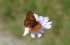 Euphydryas desfontainii: Weibchen