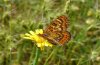 Euphydryas desfontainii: Weibchen