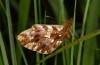 Boloria dia: Adult (eastern Swabian Alb, Germany, June 2013) [N]