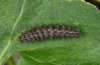 Boloria dia: Half-grown larva (eastern Swabian Alb, Southern Germany) [N]