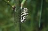 Melitaea diamina: Puppe