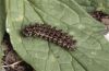Melitaea diamina: Raupe