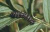 Melitaea diamina: Raupe