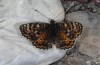 Melitaea didyma: Weibchen (Provence, Rians, Ende Mai 2013) [N]