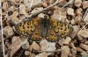 Melitaea didyma: Weibchen (Nord-Griechenland)