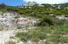 Melitaea didyma: Habitat in der Provence (Massif de la Sainte Baume, Ende Mai 2013) [N]