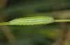 Coenonympha dorus: Half-grown larva (e.o. east Spain 2013/2014) [S]