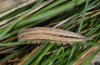 Minois dryas: Larva in last instar [S]