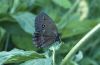 Minois dryas: M�nnchen-Unterseite