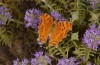 Nymphalis egea: Imago (Greece, Peloponnese, south of Kalamata, mid-June 2025) [N]