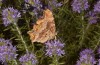 Nymphalis egea: Imago (Greece, Peloponnese, south of Kalamata, mid-June 2025) [N]