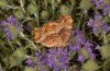 Nymphalis egea: Imago (Greece, Peloponnese, south of Kalamata, mid-June 2025) [N]
