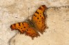 Nymphalis egea: Imago (e.l. rearing, Crete, larvae in mid-October 2025) [S]