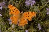 Nymphalis egea: Imago (Greece, Peloponnese, south of Kalamata, mid-June 2025) [N]