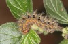 Nymphalis egea: Larva (Crete, mid-October 2025) [M]