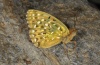 Argynnis elisa: Männchen (e.l. Sardinien 2012) [S]