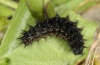 Argynnis elisa: Larva in penultimate instar (Sardinia, 24/05/2012) [M]