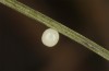 Erebia embla: Egg (N-Finland, Muonio, late June 2020) [S]