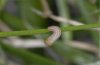 Erebia eriphyle: L1-Raupe (e.l. N-Alpen) [S]