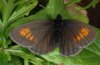 Erebia eriphyle: Female (e.o. N-Alps) [S]