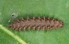 Boloria eunomia: Larva (Iller near Oberbinnwang, S-Germany, late May 2013) [M]