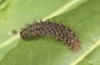Boloria eunomia: Larva in penultimate instar [S]