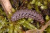 Boloria eunomia: Larva (river Iller near Oberbinnwang, late May 2013) [N]