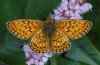 Boloria eunomia: Male (Memmingen, June 2010) [N]