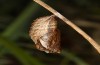 Boloria eunomia: Pupa (S-Germany, Kempter Wald, late May 2021)